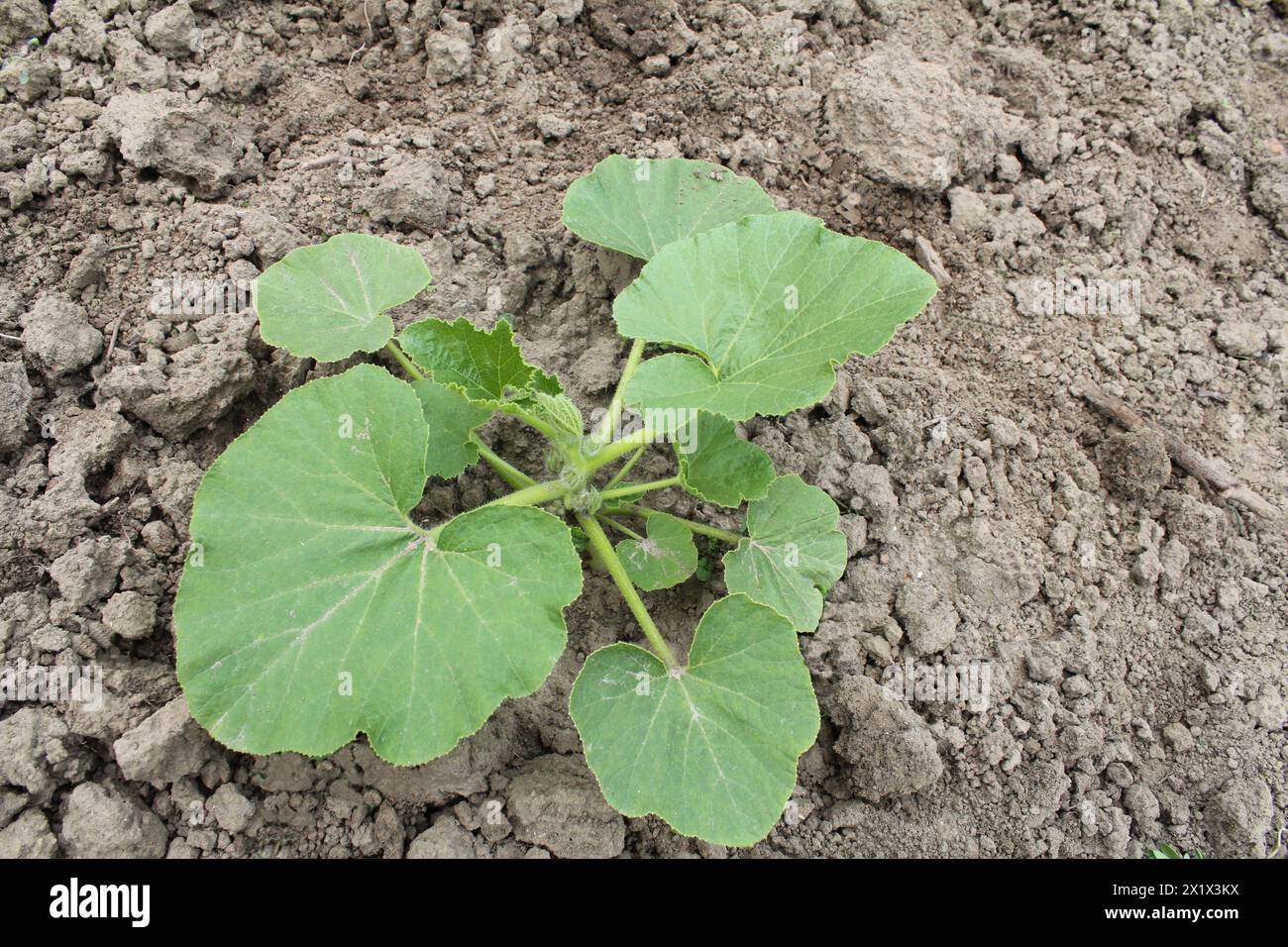 top view at a young pumpkin plant with green leaves in the vegetable ...