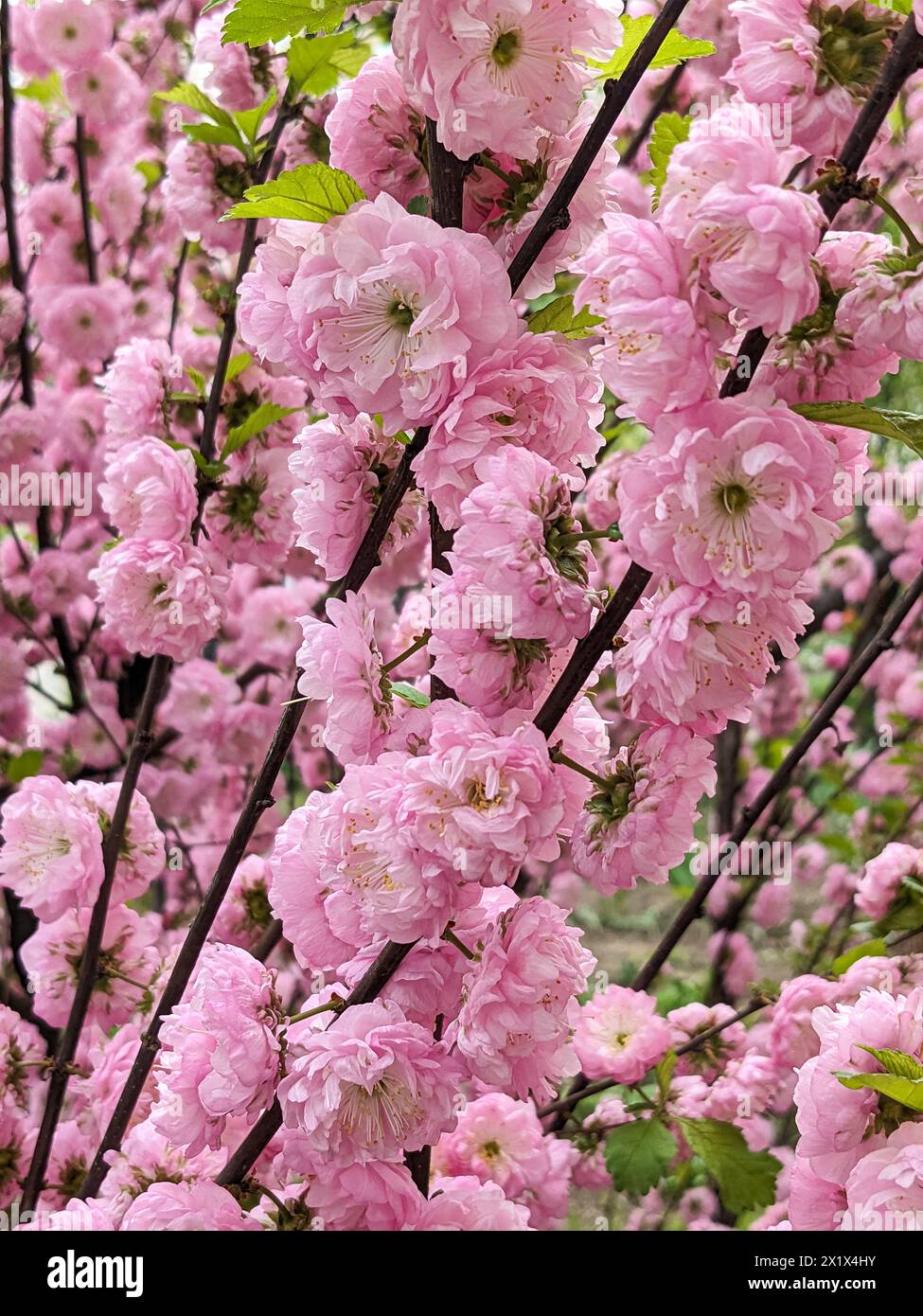 Pink flowers of the decorative three-lobed almond Prunus triloba Stock Photo