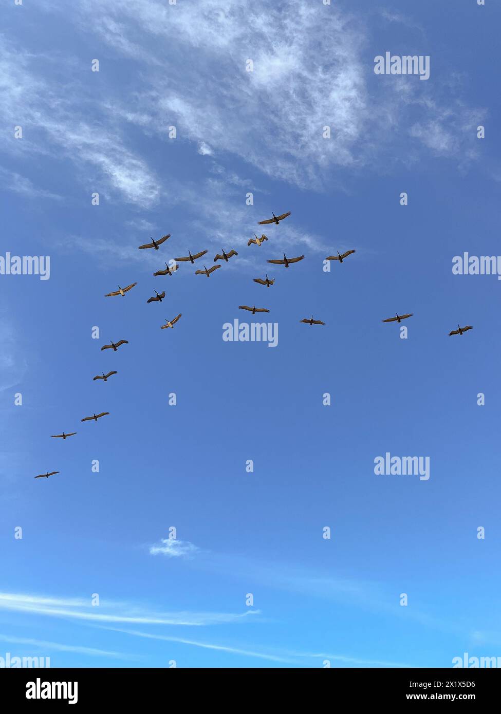 Blue sky with birds flying Stock Photo - Alamy