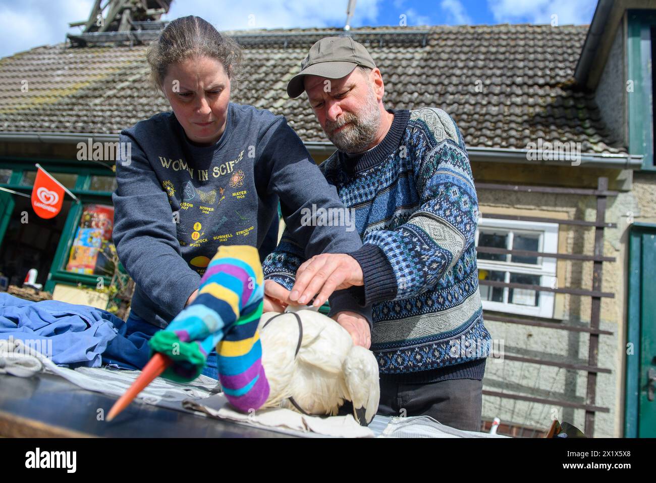 18 April 2024, Saxony-Anhalt, Loburg: Michael (l) and Antje Kaatz from Storchenhof Loburg attach a transmitter to a white stork. The stork had been injured in a fight with another stork and had been recovering at the stork farm over the past few weeks in April. The stocking over the stork's head serves to calm the animal. The animal was released back into the wild in the afternoon. A total of two white storks were released into the wild in Loburg. The Storchenhof is a bird sanctuary that aims to preserve white storks and their habitats in the state of Saxony-Anhalt. Photo: Klaus-Dietmar Gabber Stock Photo