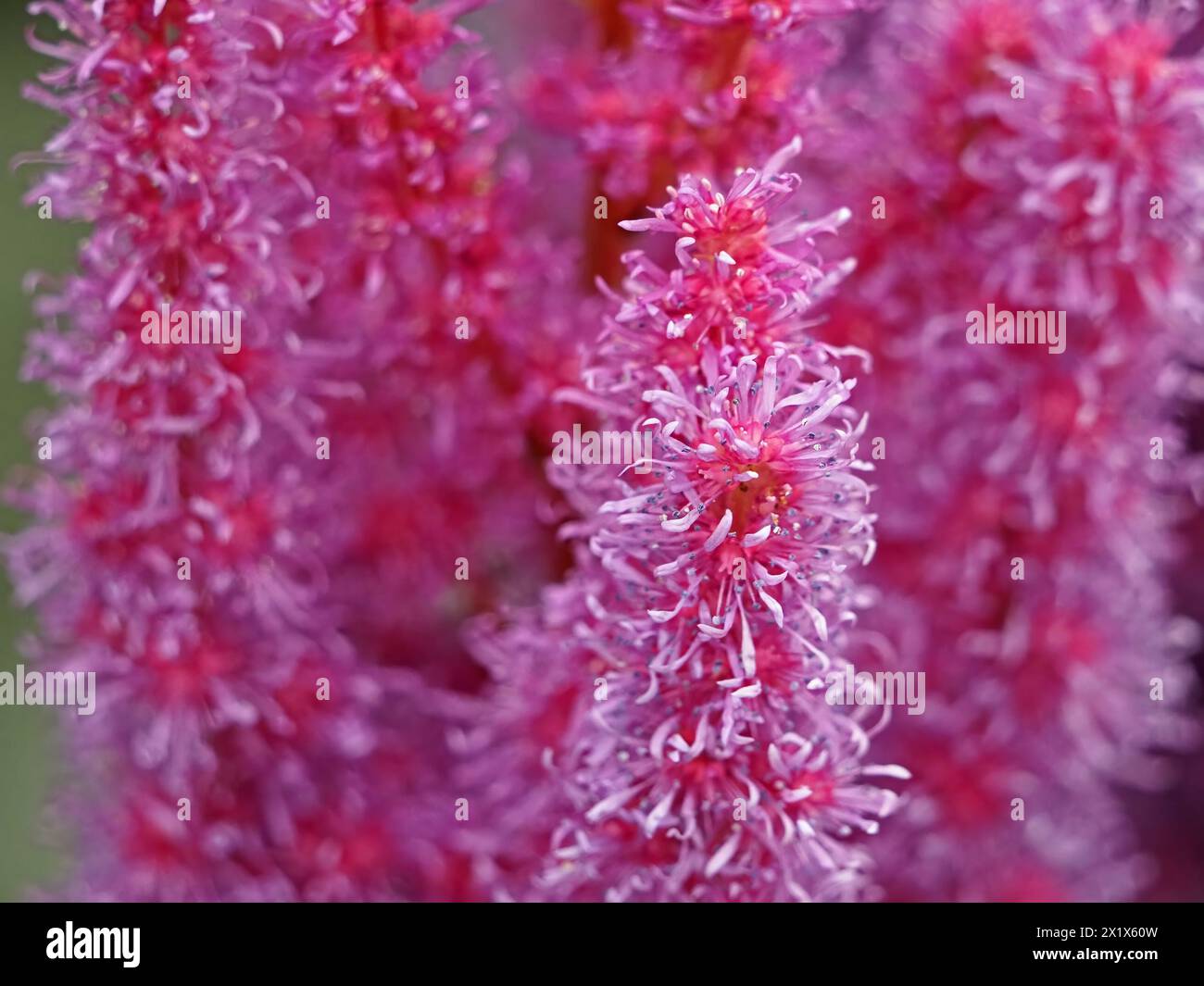 massed purple & pink flowers of horticultural False Buck's beard (Astilbe japonica) in garden Cumbria, England, UK Stock Photo