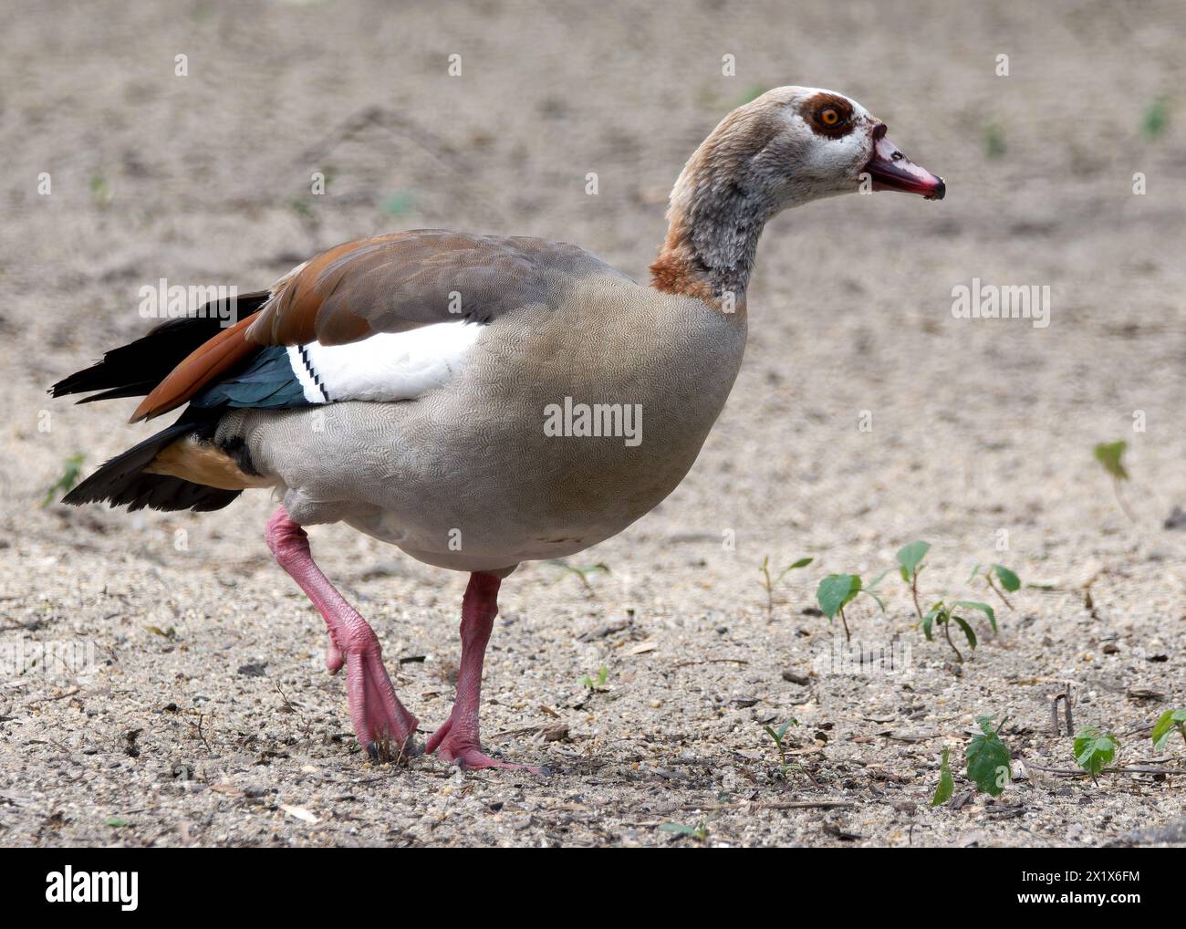 Egyptian goose, Nilgans, Ouette d'Égypte, Alopochen aegyptiaca, nílusi lúd Stock Photo