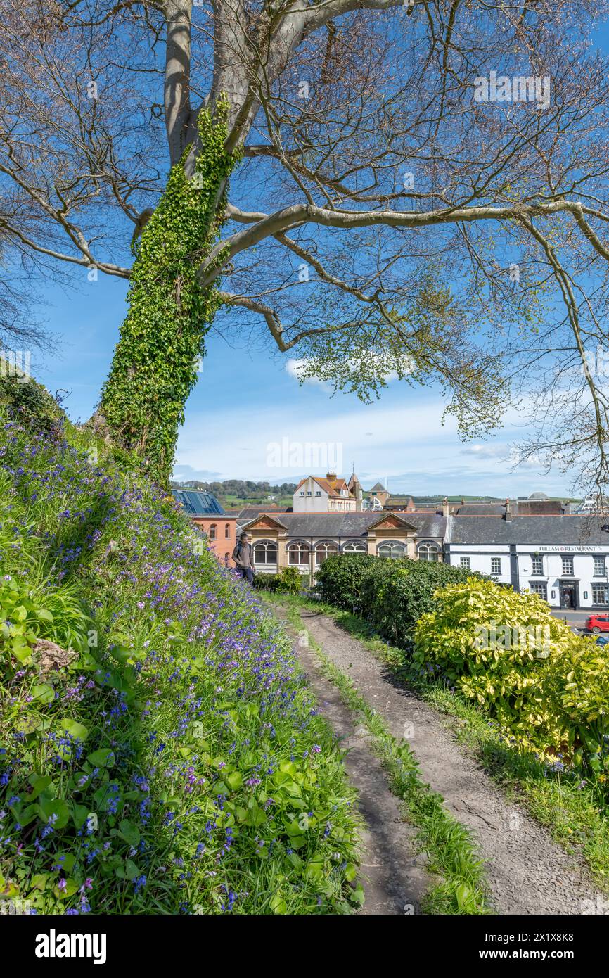 Barnstaple, UK. 18th Apr, 2024. Colourful spring bluebells flower on Castle Mound in Barnstaple, Devon. Credit: Thomas Faull/Alamy Live News Stock Photo