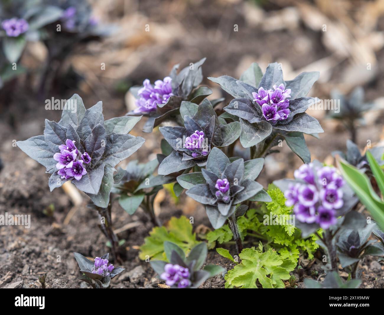 Lilac flower blooms in spring in May, poisonous plant listed in the red book, Physochlaina orientalis. Blooming plant with scientific name Physochlain Stock Photo