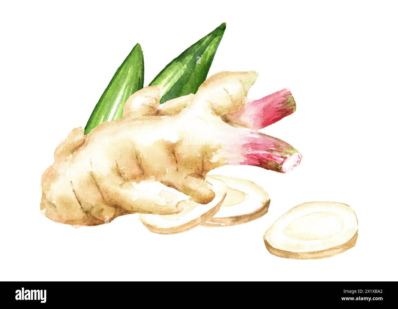 Fresh galangal rhizomes with slices and green leaf. Hand drawn