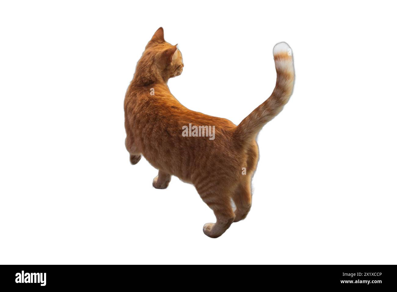 Isolated images of attentive cats standing upright. Perfect for pet-centric designs, animal-themed illustrations, and playful compositions Stock Photo