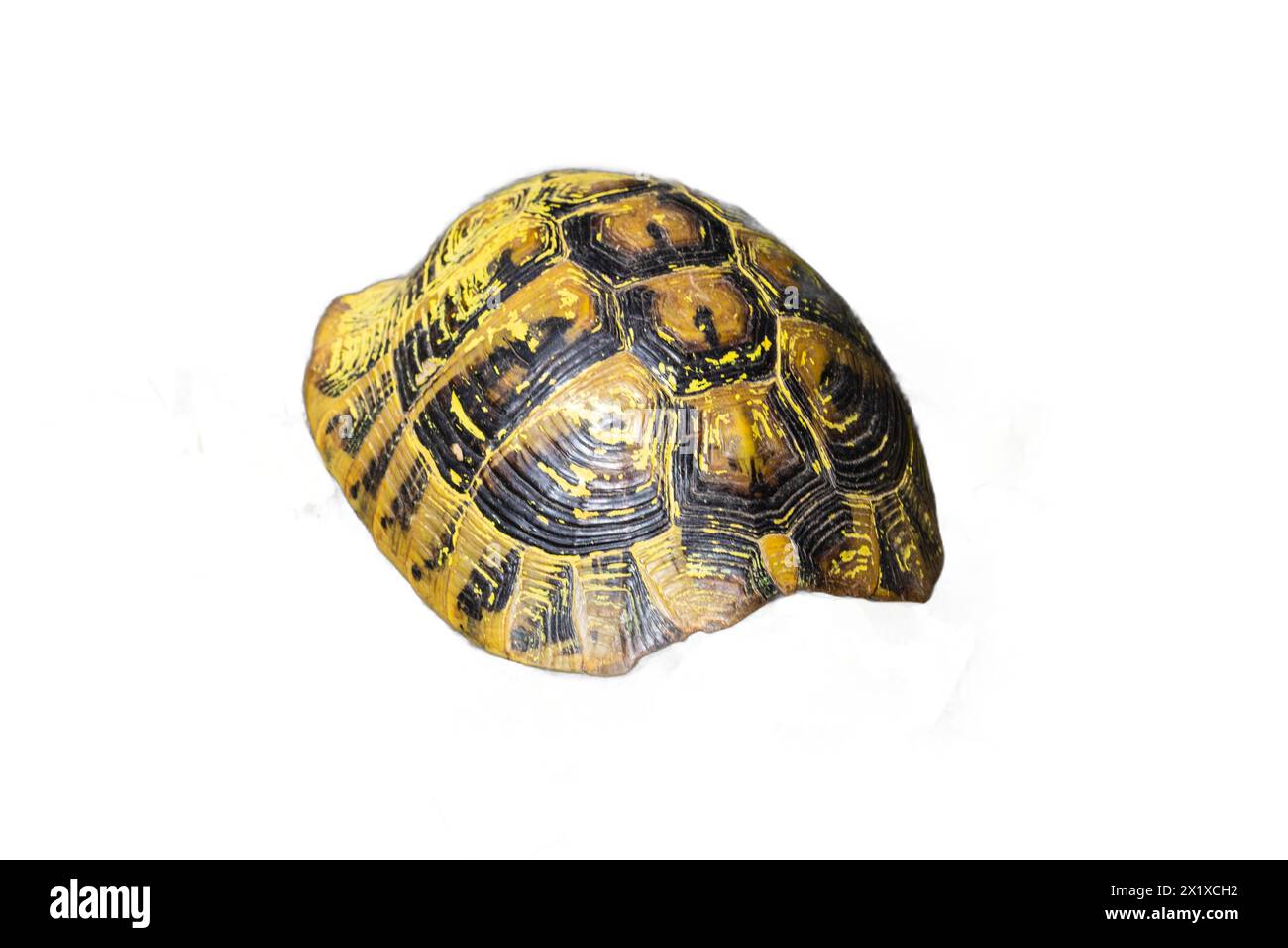 A detailed tortoise shell isolated on a transparent background. Perfect for use in design projects, wildlife illustrations, and educational materials. Stock Photo