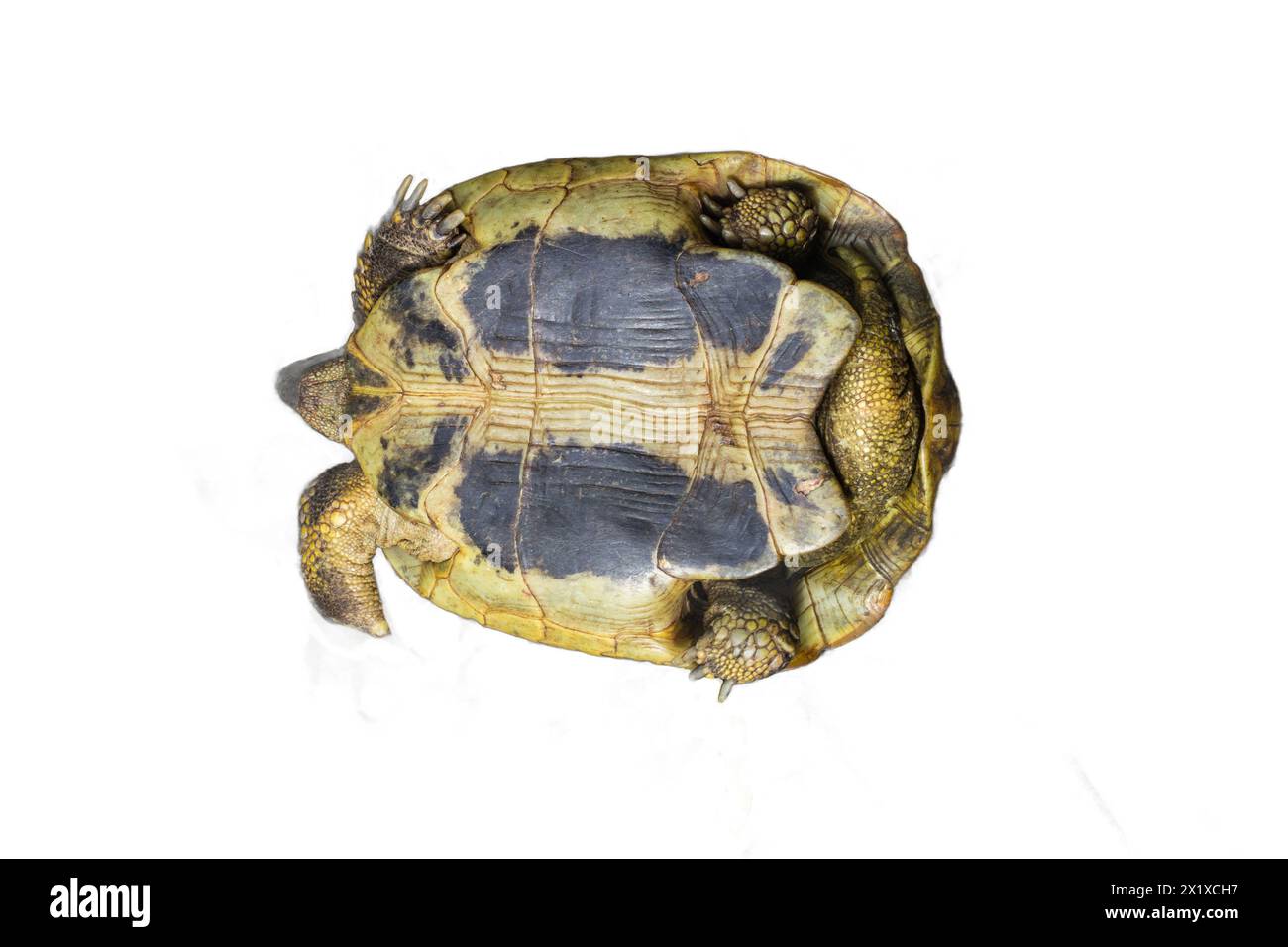 The underside of a tortoise isolated on a transparent background. Ideal for educational illustrations, zoology projects, and wildlife designs. Stock Photo