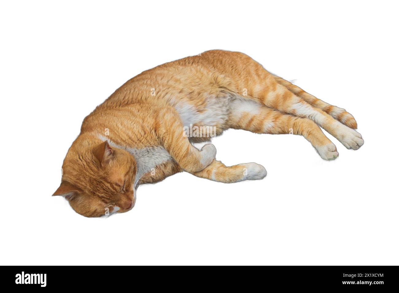 Isolated images of serene cats lounging in various poses. Perfect for pet-related designs, animal lover illustrations, and cozy graphics. Stock Photo