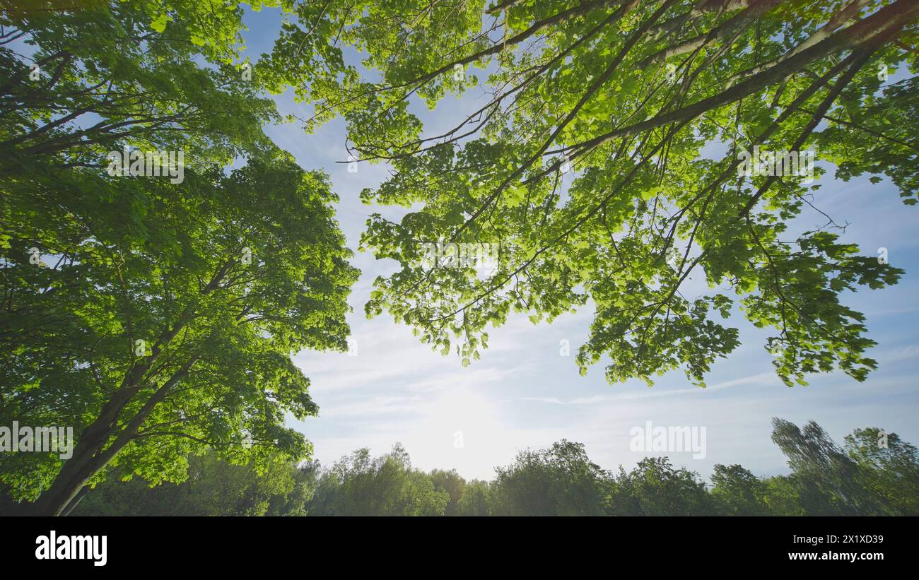 Sugar maple forest summer hi-res stock photography and images - Alamy