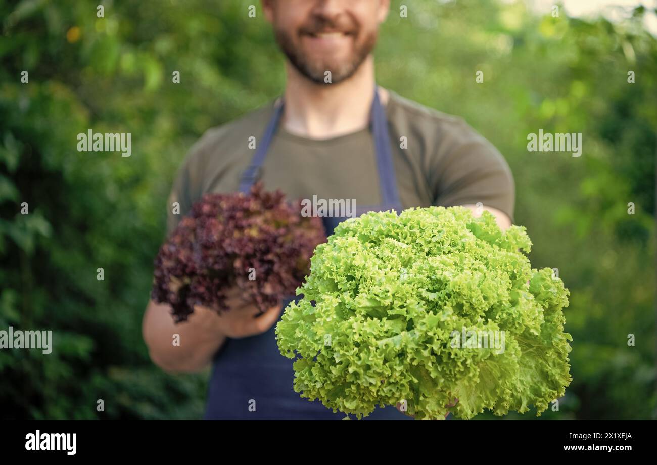 selective focus of cropped man with lettuce leaves Stock Photo