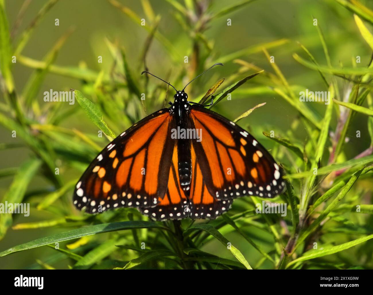 A Monarch butterfly - Danaus plexippus on a balloon plant, one of its favorite habitats. Rare sighting in Oeiras, Portugal. Nymphalidae family. Stock Photo