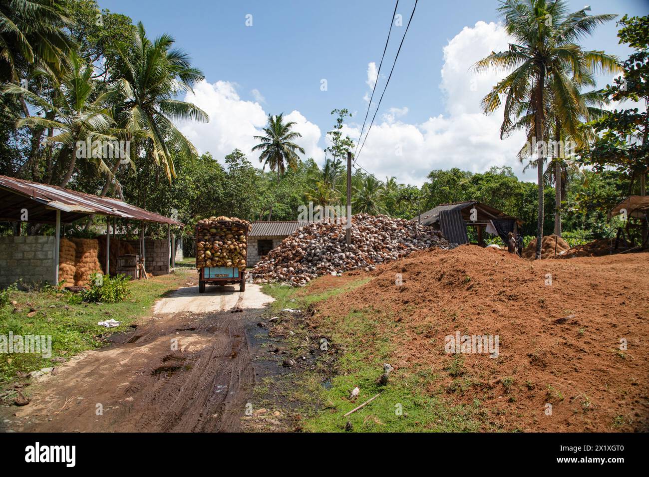Raw material for coir making hi-res stock photography and images - Alamy