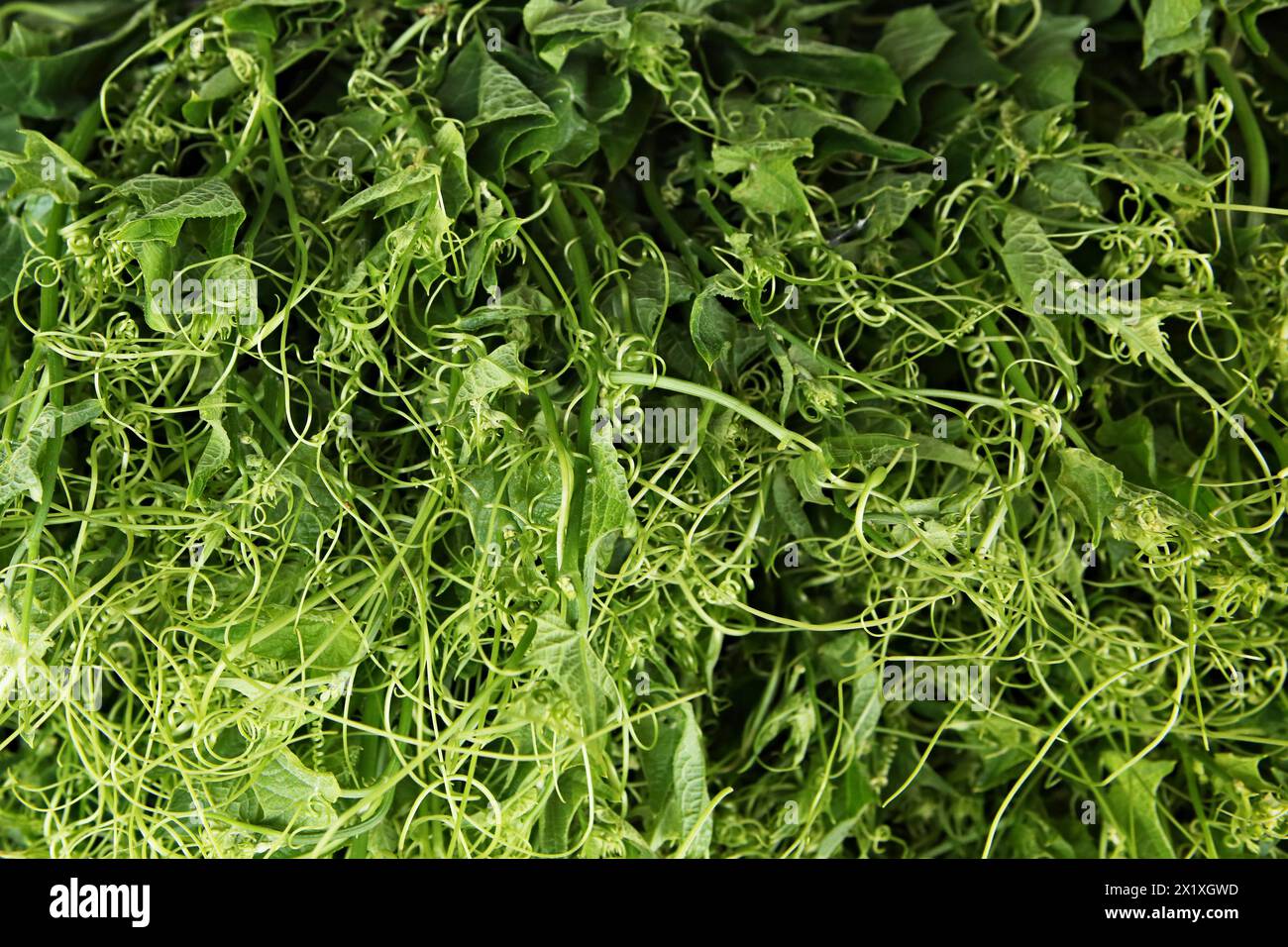 Fresh young shoots of the chayote plant are sold in markets in northern Thailand Stock Photo