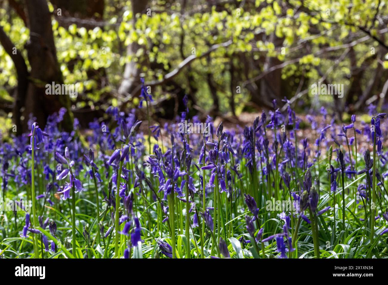 Wendover, UK. 17th April, 2024. Bluebells are pictured in bloom in