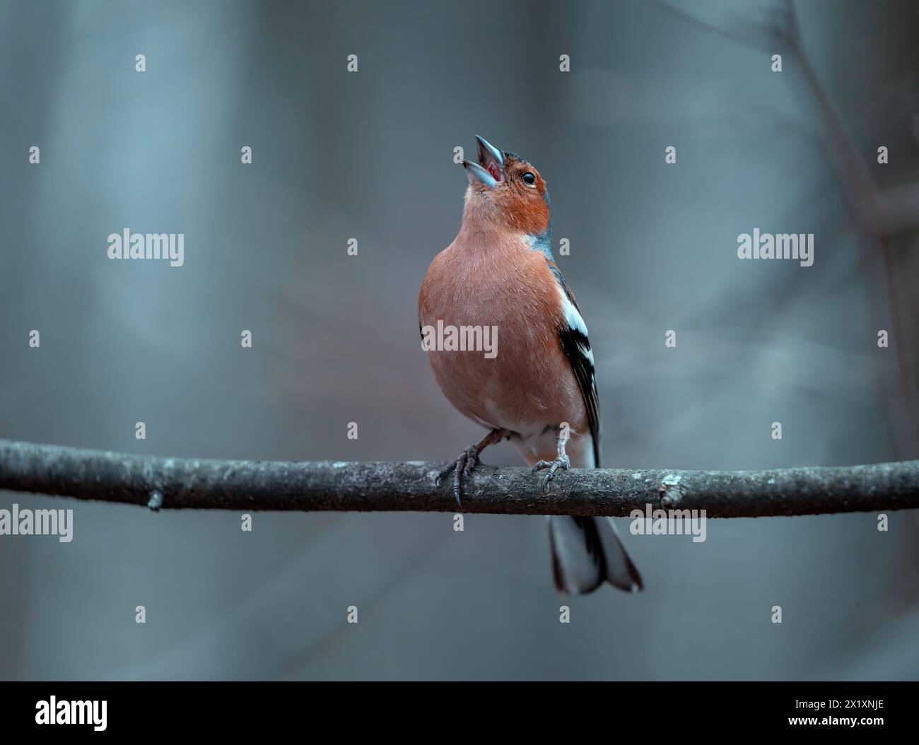 a beautiful bird, a male finch sits on a branch in a spring evening ...