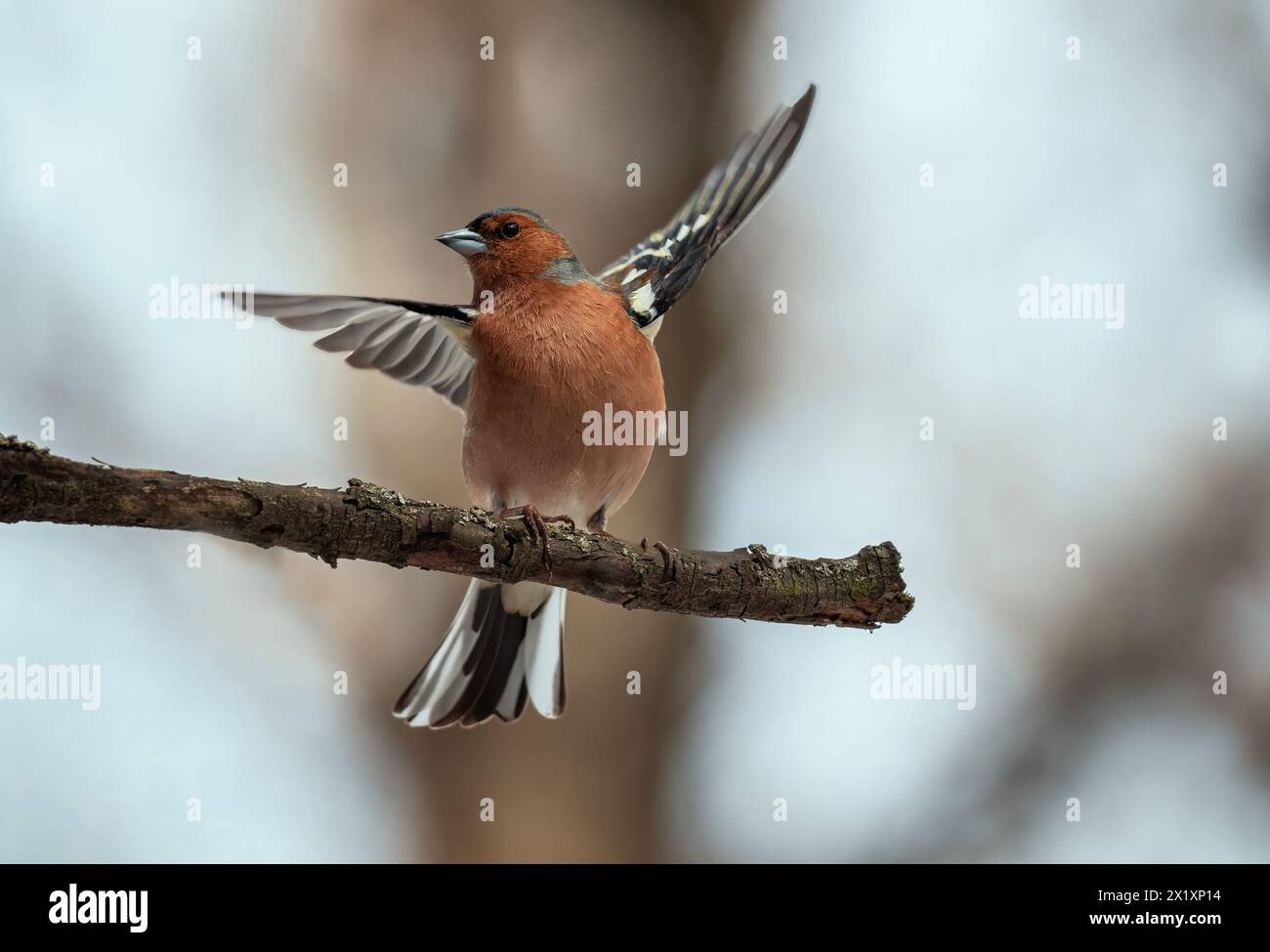 beautiful bird male finch sits on a branch in a spring evening park and ...