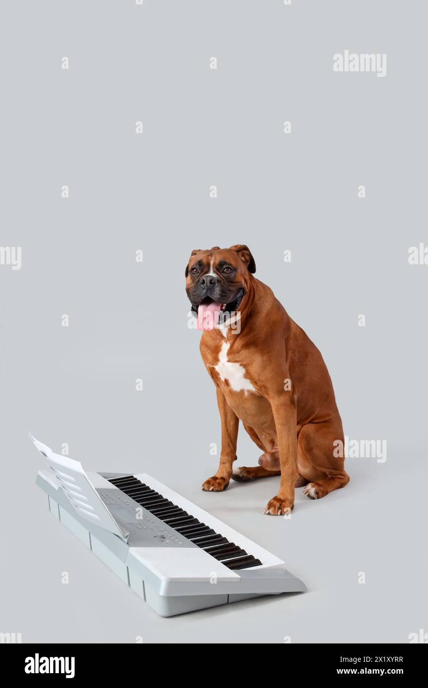 Boxer dog with synthesizer on light background Stock Photo