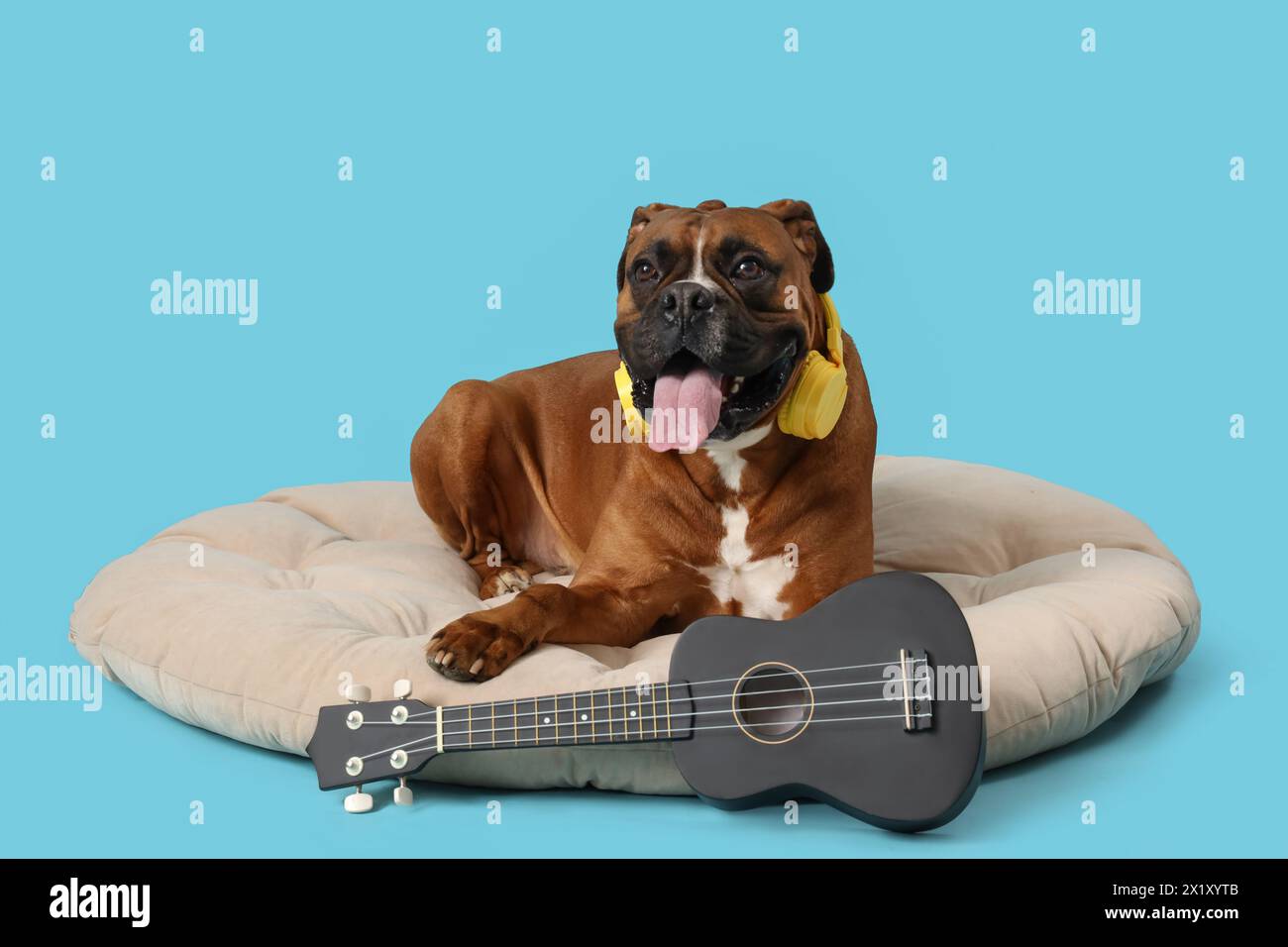 Boxer dog with headphones and guitar lying on pet bed against blue background Stock Photo