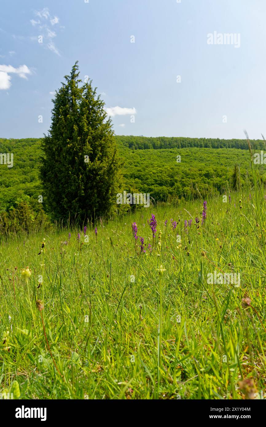 Landscape in the Wiesenthal Switzerland nature reserve, Rhön Biosphere Reserve, Wiesenthal municipality, Wartburgkreis, Thuringia, Germany Stock Photo