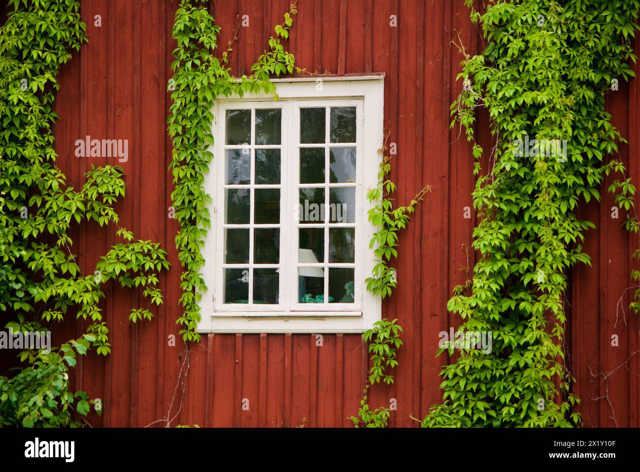Swedish red wooden townhouse with a window with white frames and fresh green climbing vines in summer. Stock Photo