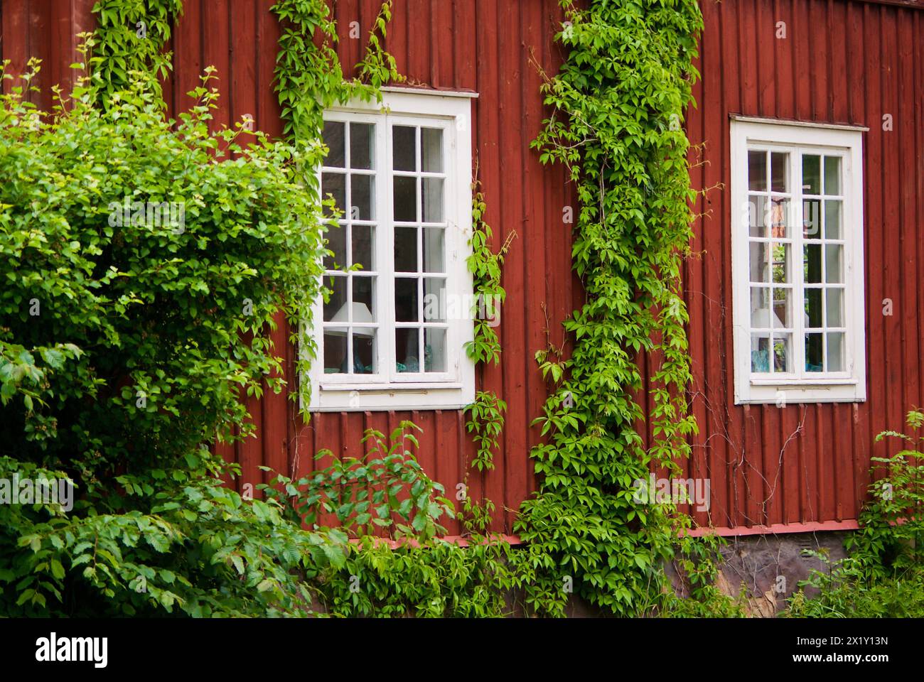 Swedish red wooden townhouse with two windows with white frames and fresh green climbing vines in summer. Stock Photo