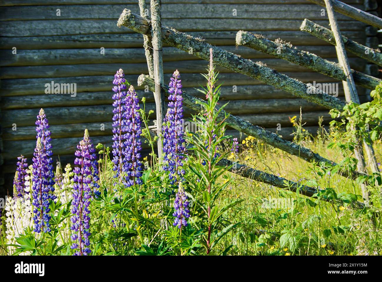 Old swedish grey timbered building with typical roundpole fence and blooming lupine flowers in summer. Stock Photo