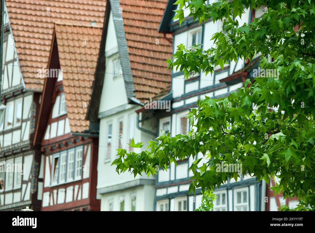 Plane tree with green leaves in front of half-timbered buildings in Germany in summer. Stock Photo