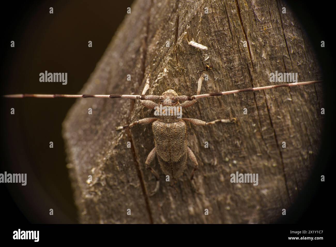 Acanthocinus aedilis Family Cerambycidae Genus Acanthocinus Timberman beetle Woodboring beetle Longhorn beetle wild nature insect photography, picture Stock Photo
