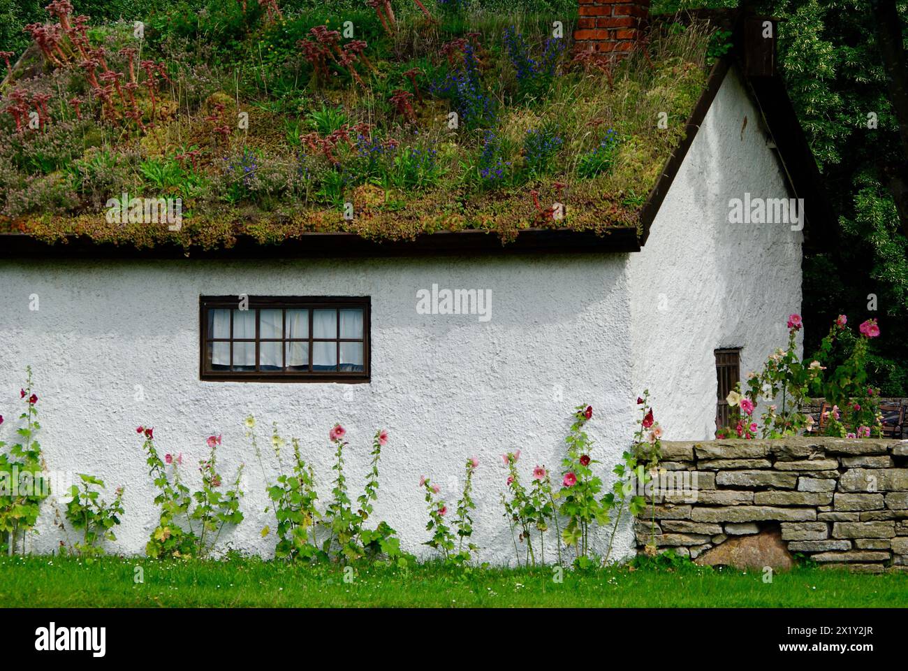 Old white chalked stone building with a small window and with hollyhock flowers against the wall and plants on the roof. Stock Photo