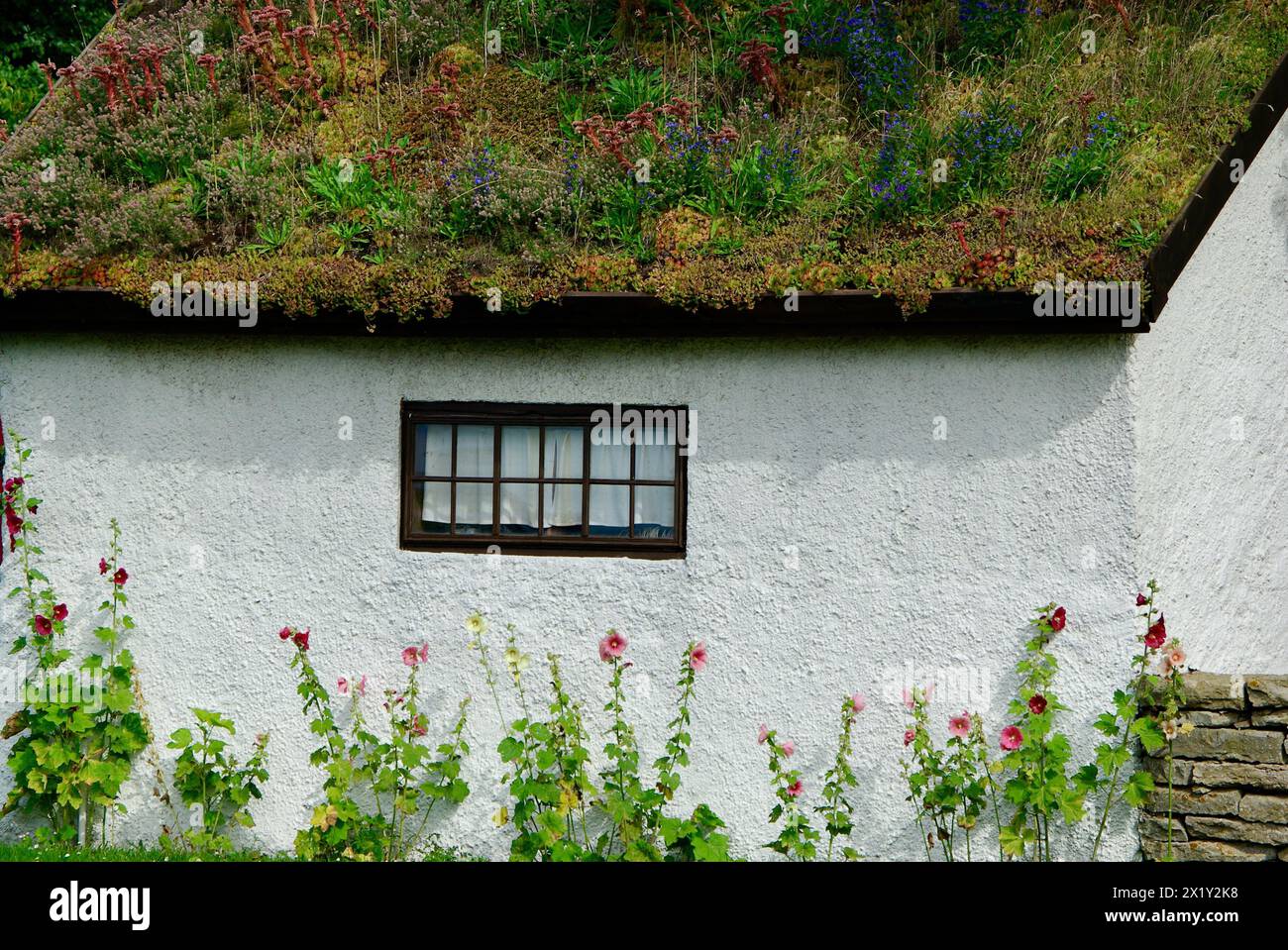 Old white chalked stone building with a small window and with hollyhock flowers against the wall and plants on the roof. Stock Photo
