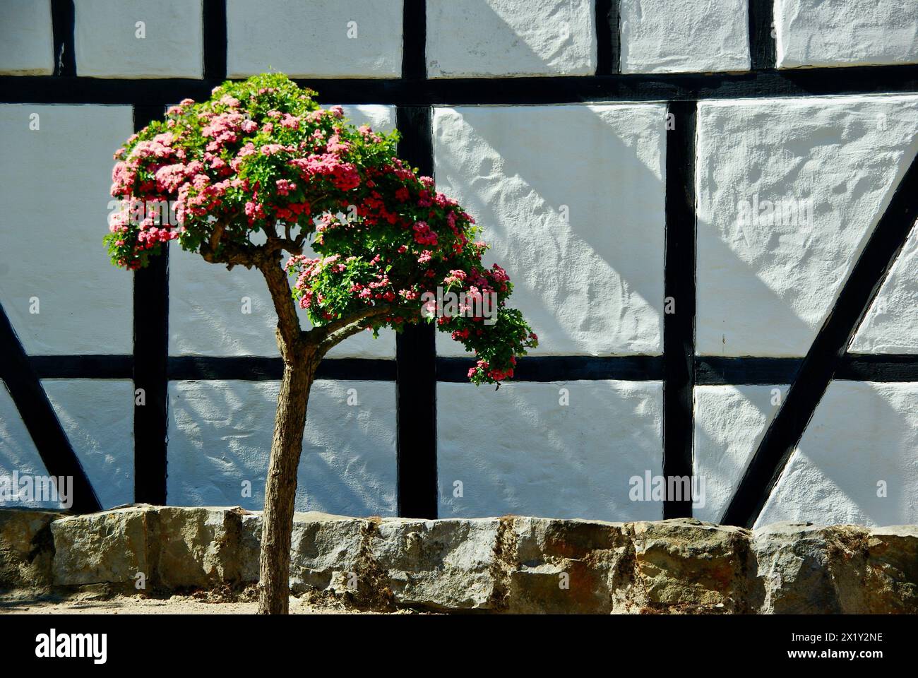 Blossoming small crabapple tree in front of a white chalked half-timbered wall in the south of Sweden in summer. Stock Photo