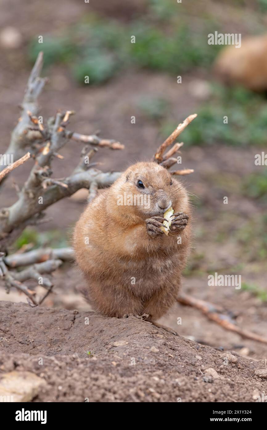 Portrait of a groundhog (marmota monax) eating a piece of food Stock Photo