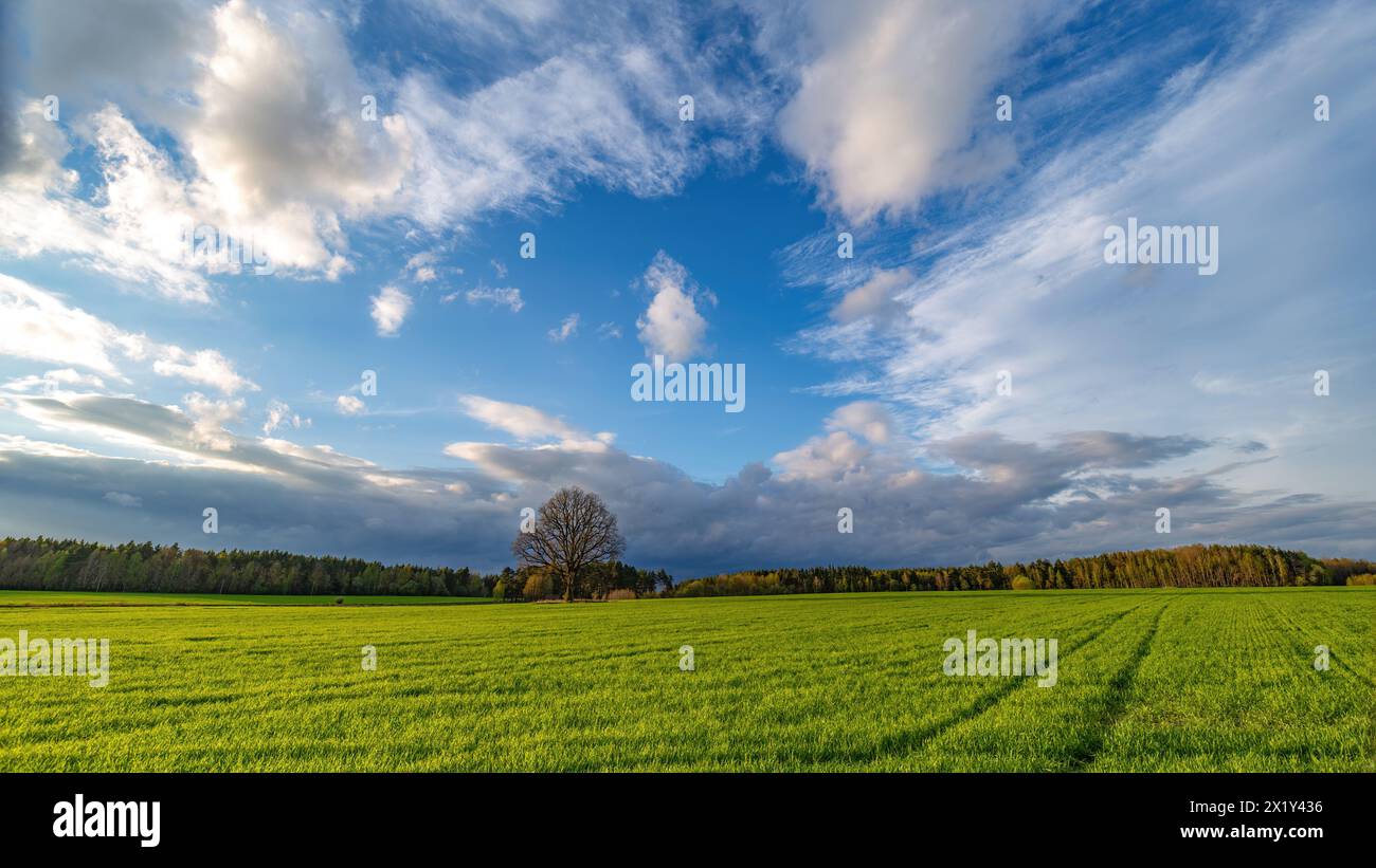 Lonely tree in wheat field hi-res stock photography and images - Alamy
