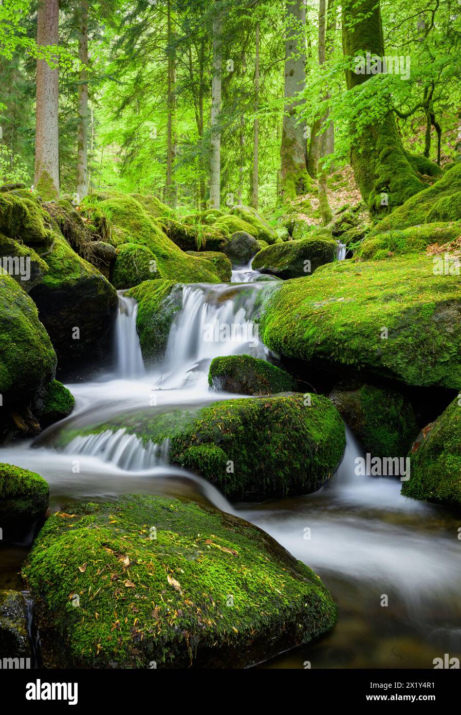 Spring-like waterfall, Gertelbach, Black Forest, Baden-Württemberg, Germany Stock Photo