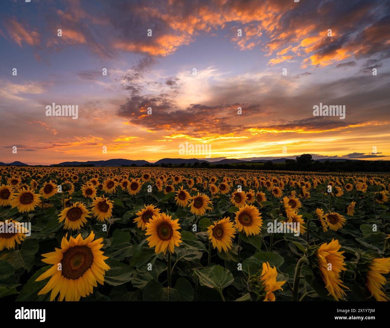 Sunflower field at sunset, Essingen, Palatinate Forest, Rhineland-Palatinate, Germany Stock Photo