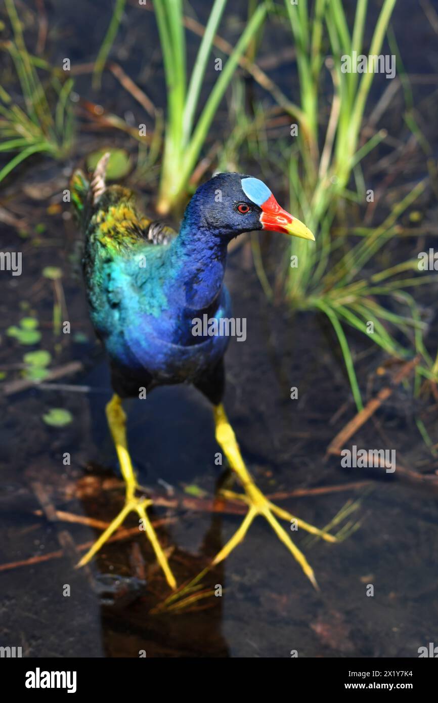 A close-up of a purple gallinule (Porphyrio Martinica) wading through water in the Everglades Stock Photo
