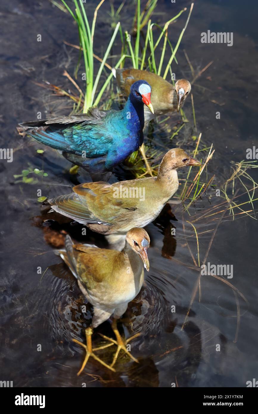 A close-up of a purple gallinule (Porphyrio Martinica) with three juvenile birds  wading through water in the Everglades, Florida Stock Photo