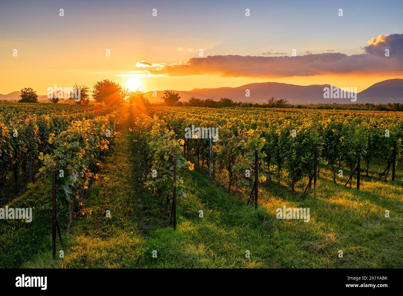 Vineyards at sunset, Essingen, Palatinate Forest, Rhineland-Palatinate, Germany Stock Photo
