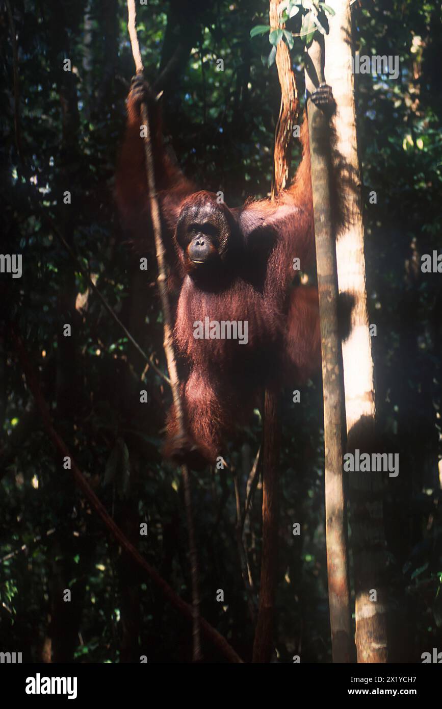 Male Bornean Orangutan, Pongo pygmaeus, Critically Endangered, endemic ...