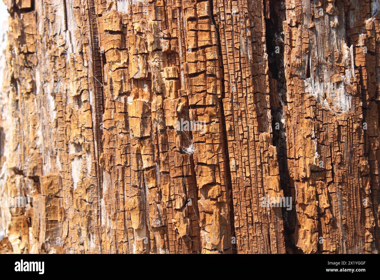 Texture. Old wood. Pine Trunk Stock Photo