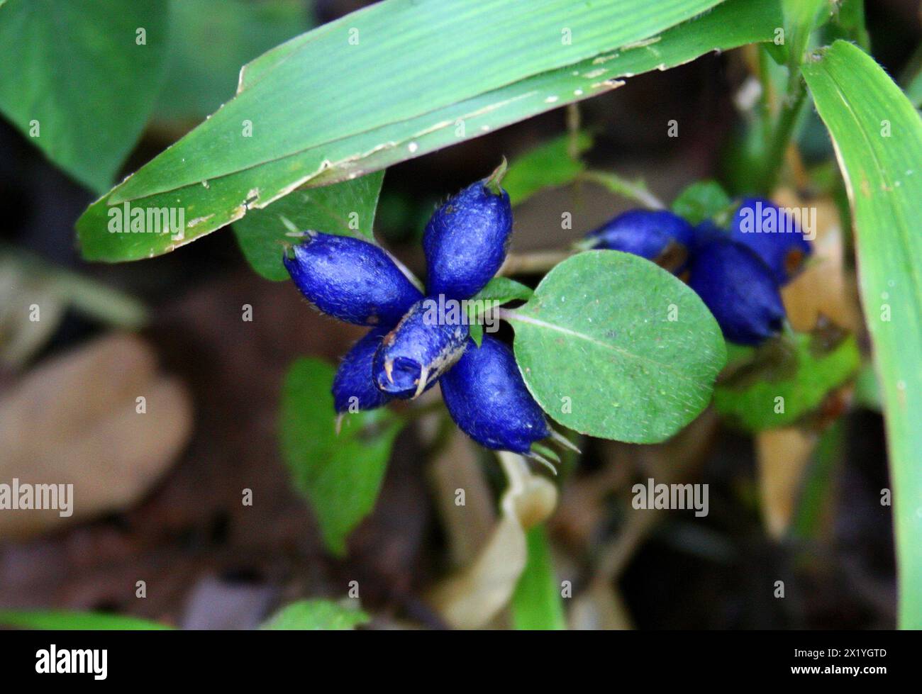 Coccocypselum hispidulum, Rubiaceae.  Arenal Volcano National Park, Costa Rica. Low growing ground cover found along the walkway in the low forest. Co Stock Photo