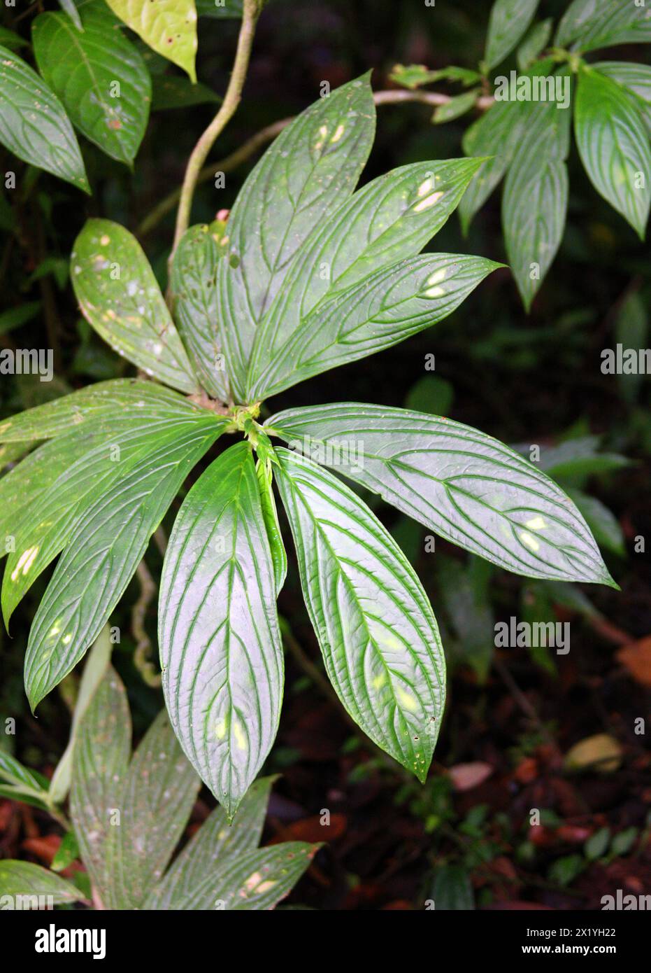 Columnea consanguinea, Gesneriaceae. Arenal, Costa Rica, Central America. Stock Photo
