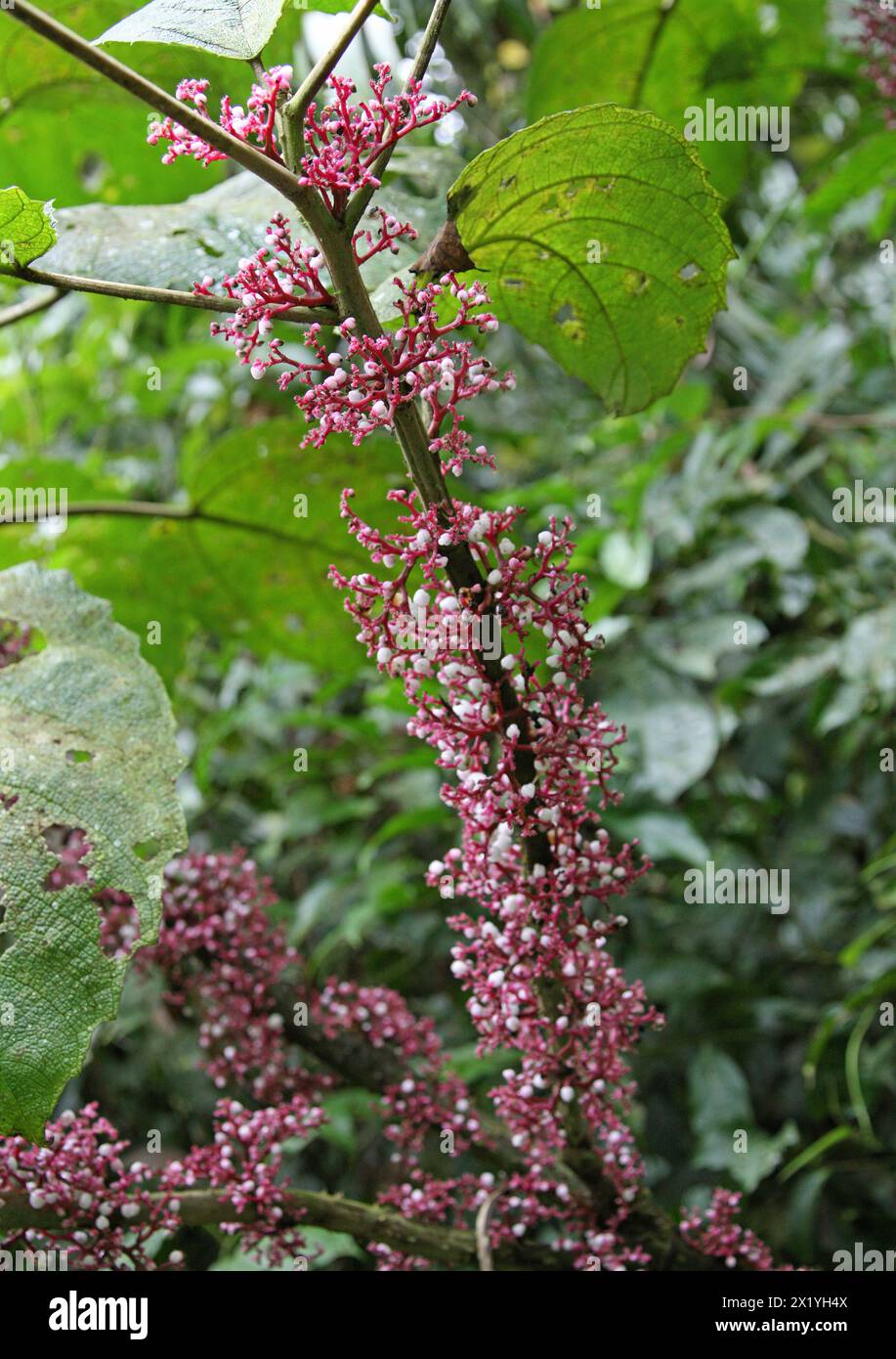 Scratchbush, Urera baccifera, Urticaceae. Arenal Volcano National park, Costa Rica. Unusual tree with white berries growing straight out of branches. Stock Photo