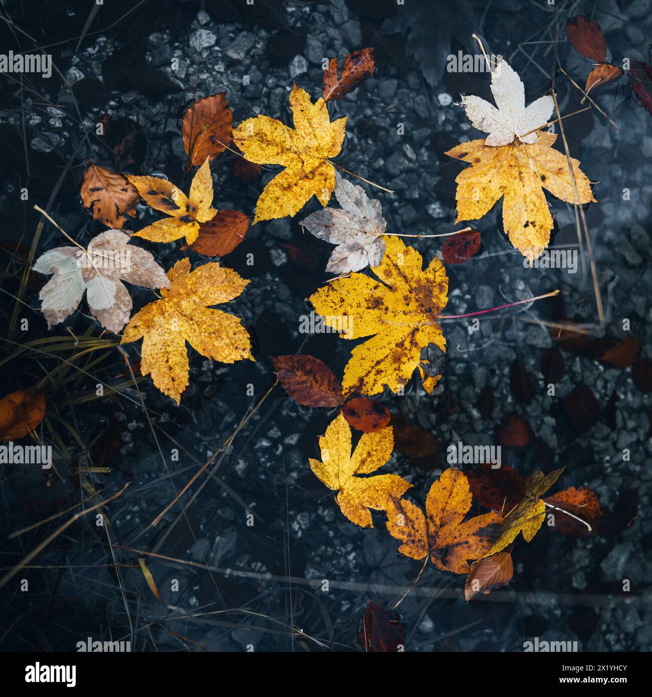 atmospheric-pictures-from-eibsee-in-autumn-stock-photo-alamy