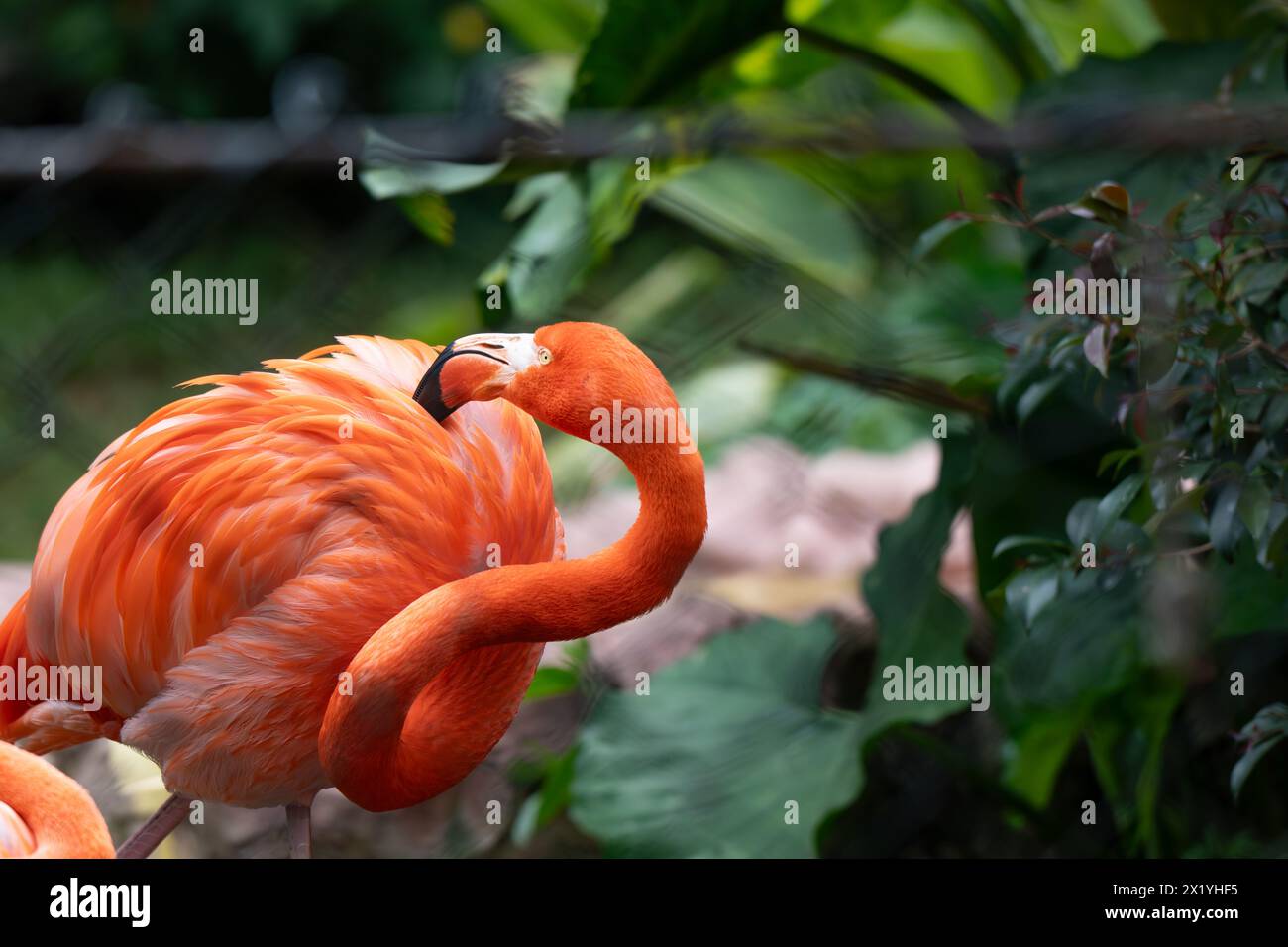 A flamingo engages in preening amidst lush greenery in a tropical environment Stock Photo