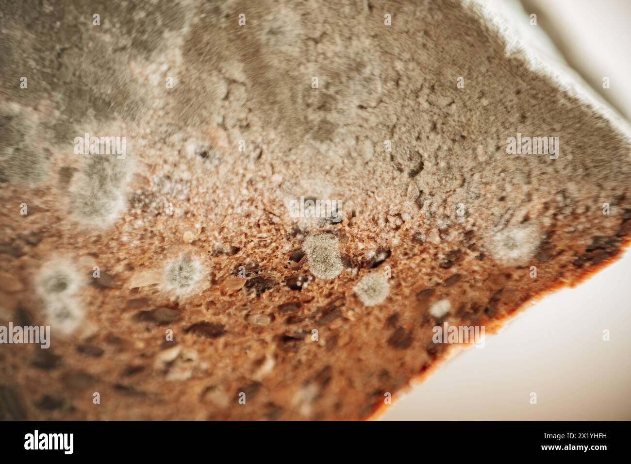 Mold stains on whole grain bread closeup. Spoiled baked goods. Stale