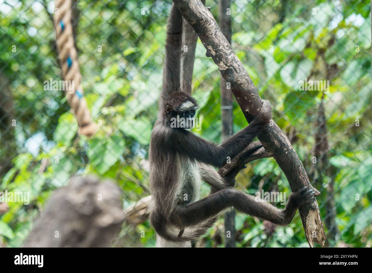 A spider monkey casually hangs from a branch, displaying its agile nature in a zoo habitat Stock Photo