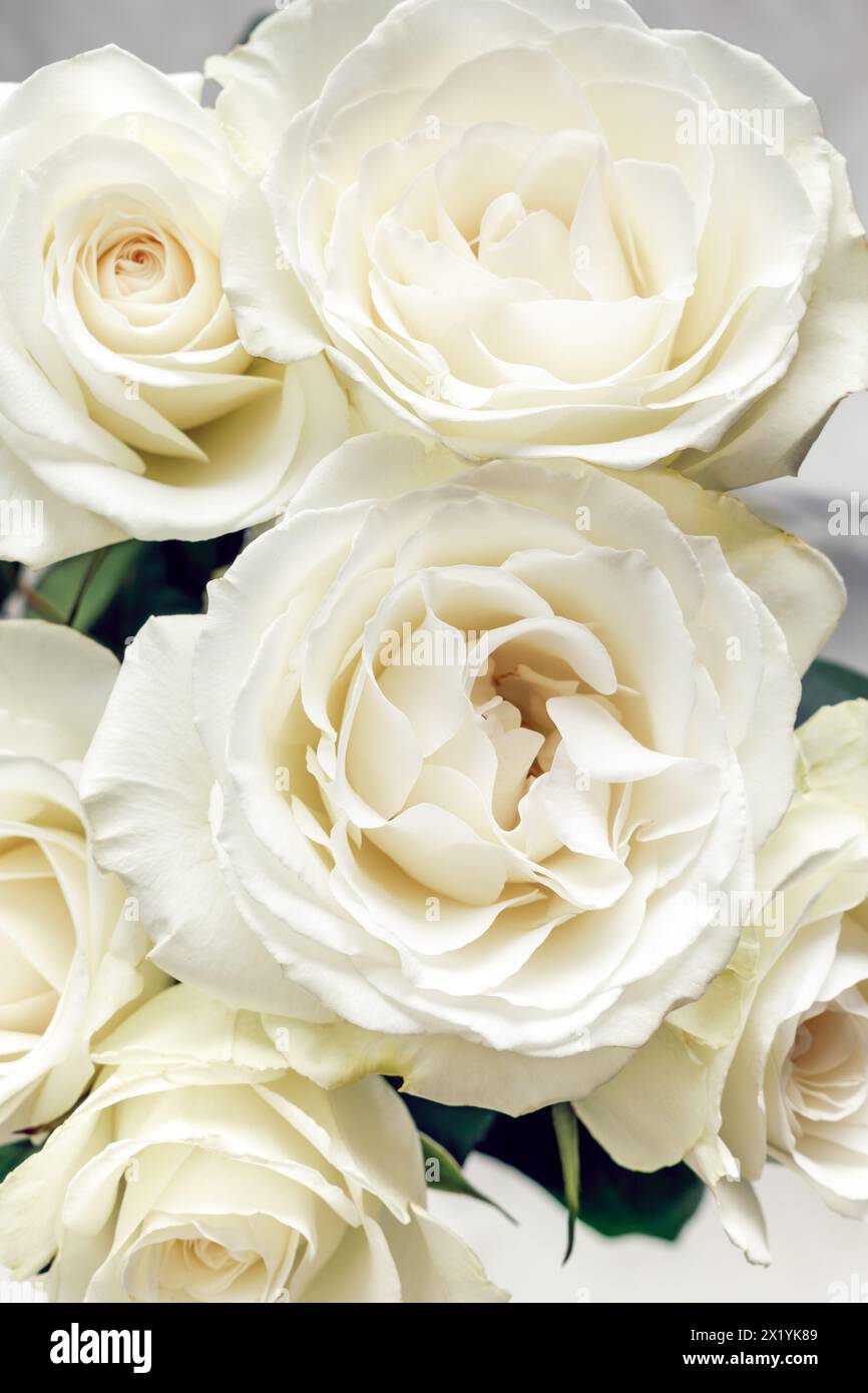 Off White Roses Hello Pale creamy off white color hi-res stock photography and images - Alamy