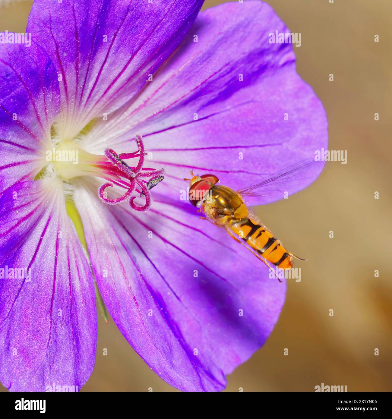 Hoverfly delicately approaches purple geranium, showcasing nature's beauty and intricate details Stock Photo